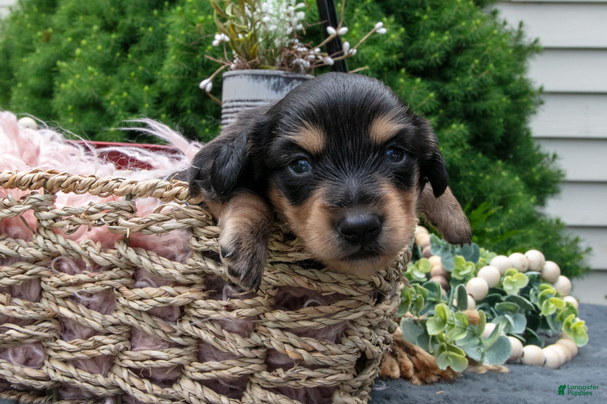 Miniature Dachshund dogs Chase - Ad 1
