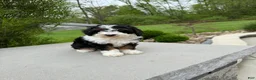 Miniature Poodle dogs for sale: Lihah - Ad 5