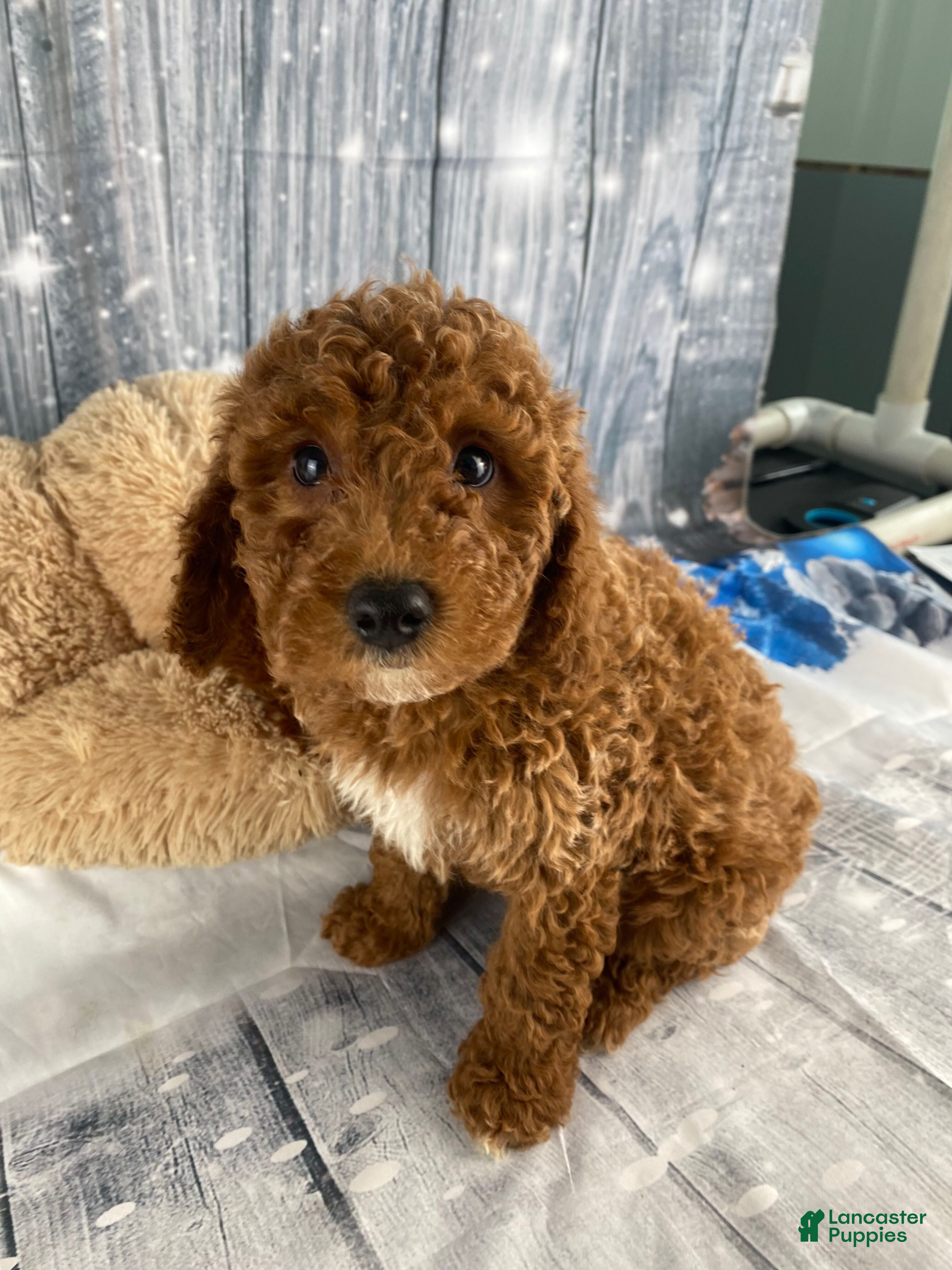 Miniature Poodle dogs Bruno - Ad 13