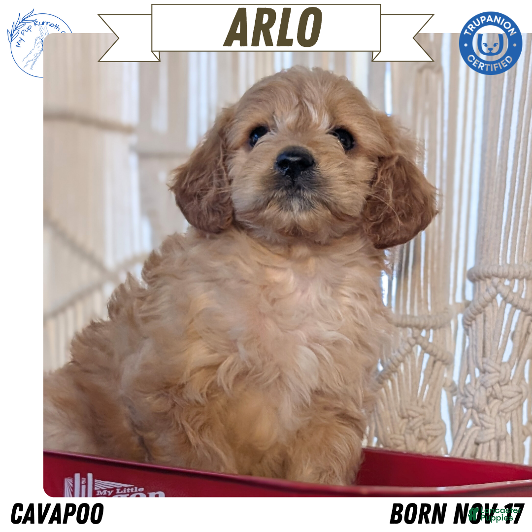 Cavapoo dogs Arlo - Ad 5