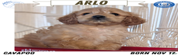 Cavapoo dogs for sale: Arlo - Ad 1