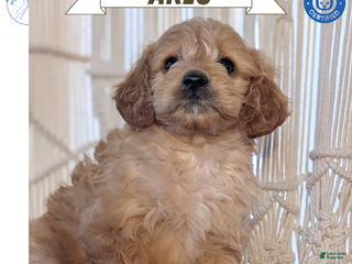 Cavapoo dogs Arlo - Ad 5