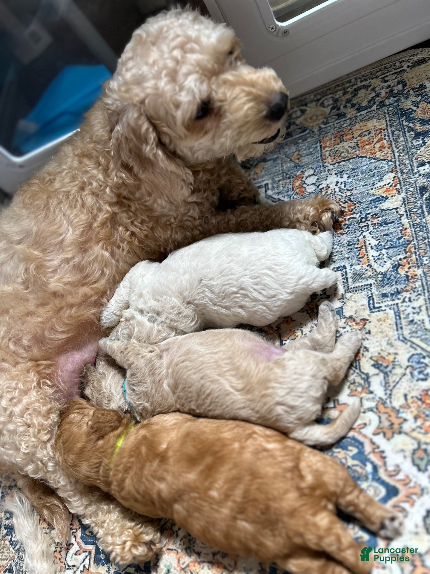 Mixed Breed dogs  2 - Ad 1
