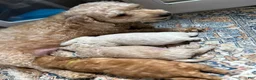Mixed Breed dogs for sale:  2 - Ad 1