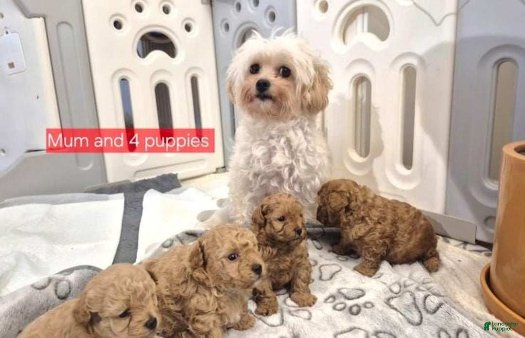 Maltipoo dogs for sale: Billy - Ad 2