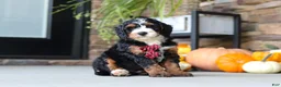 Mini Bernedoodle dogs for sale: Samuel🐶 - Ad 5