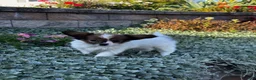 Papillon dogs for sale: Ruby  - Ad 5