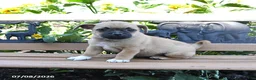 Jug dogs for sale: Callie - Ad 4