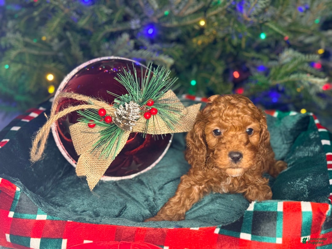 Mini Goldendoodle dogs for sale: Nashville - Ad 4