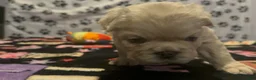 French Bulldog dogs for sale: French Bulldog 3 - Ad 1