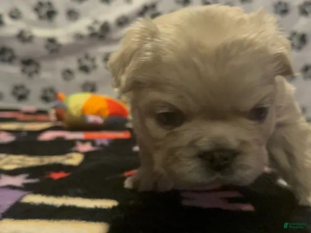 French Bulldog dogs for sale: French Bulldog 3 - Ad 1