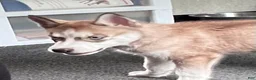 Siberian Husky dogs for sale: Ruby my lady in red - Ad 4