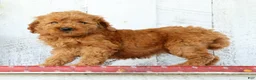 Mini Goldendoodle dogs for sale: Kimmy - Ad 3