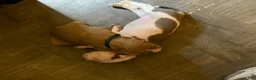American Pit Bull Terrier dogs for sale: American Pit Bull Terrier 6 - Ad 5