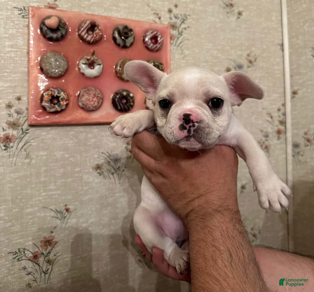 French Bulldog dogs for sale: Pearl - Ad 2