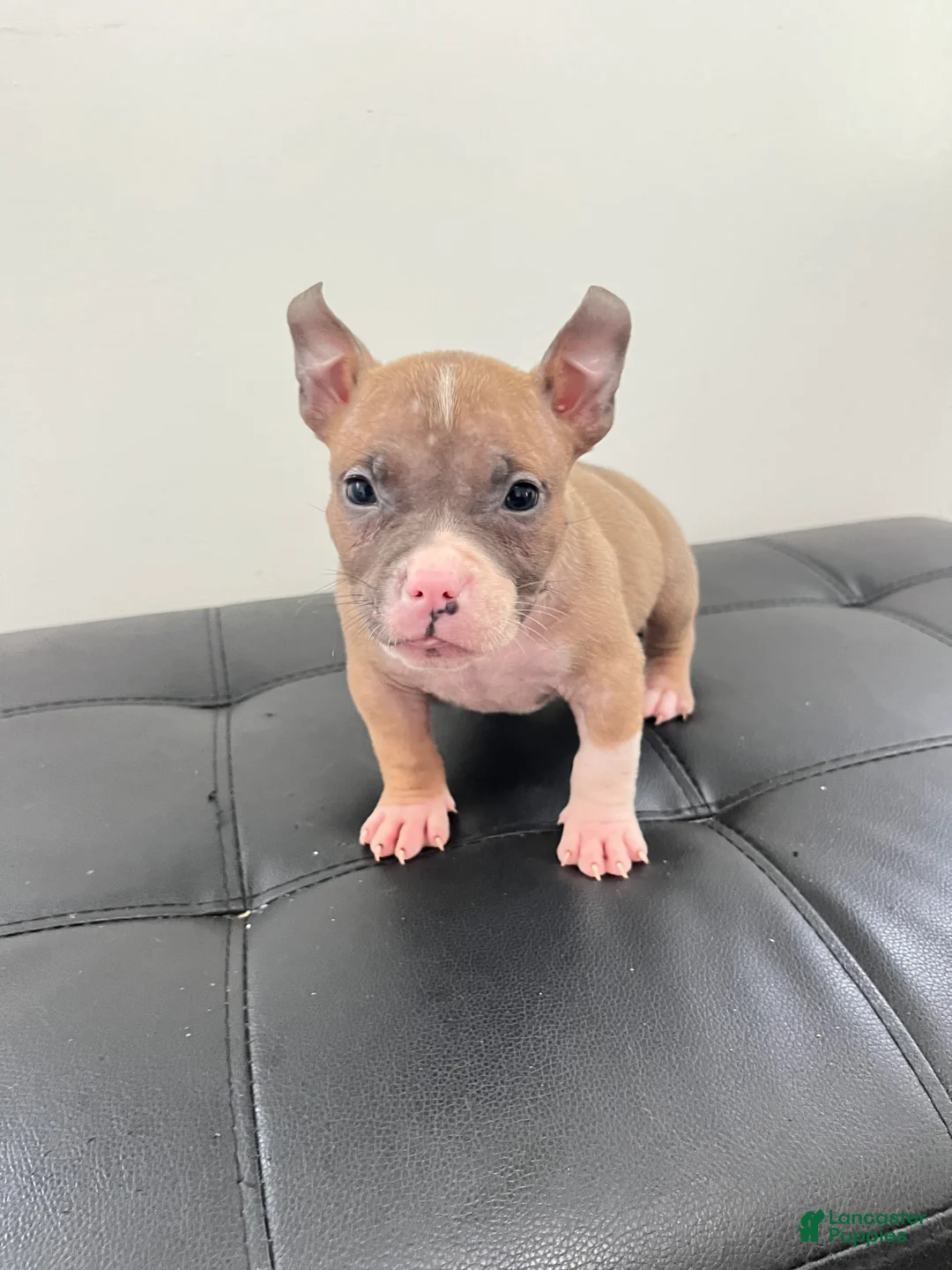 American Bully dogs for sale: American Bully 1 - Ad 6
