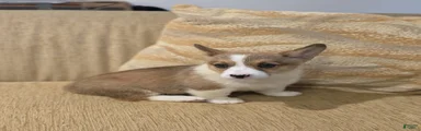 Welsh Corgi Pembroke 5