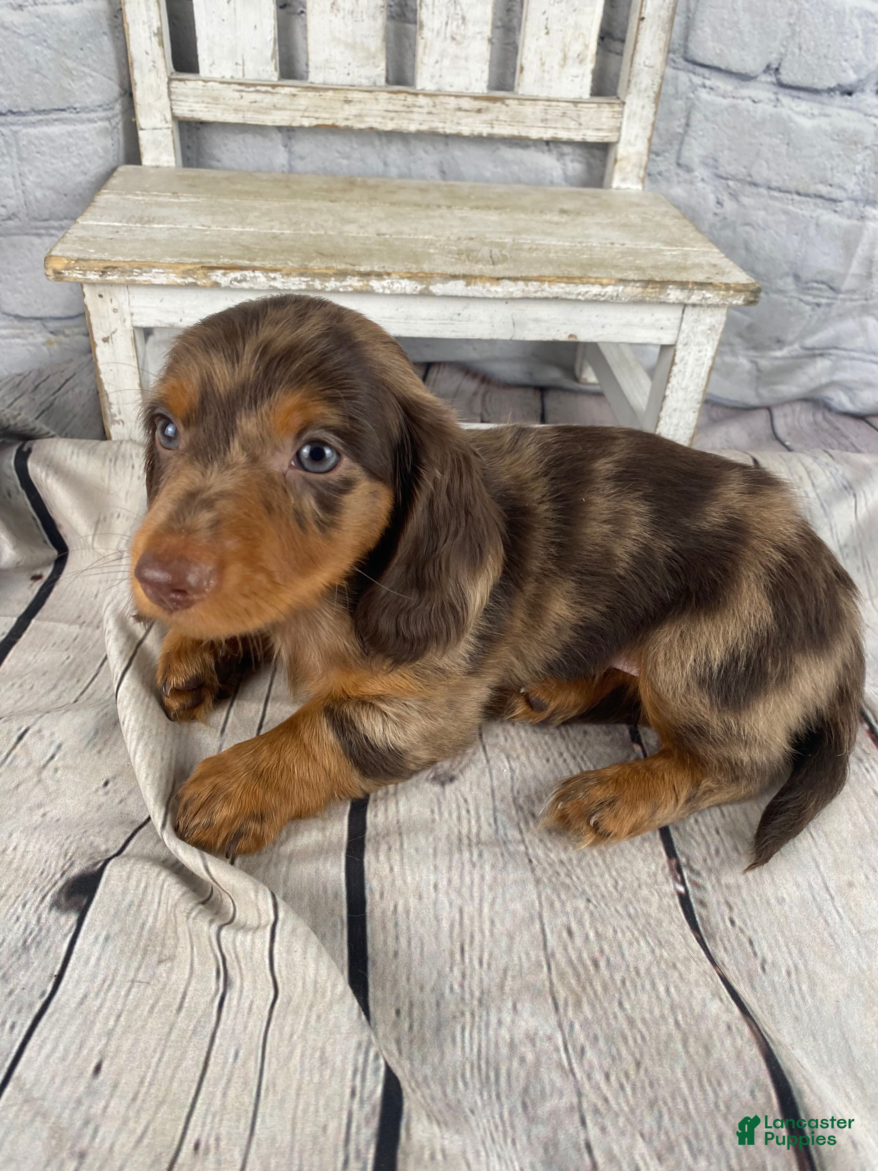 Miniature Dachshund dogs Remi - Ad 2