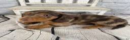 Miniature Dachshund dogs for sale: Remi - Ad 2