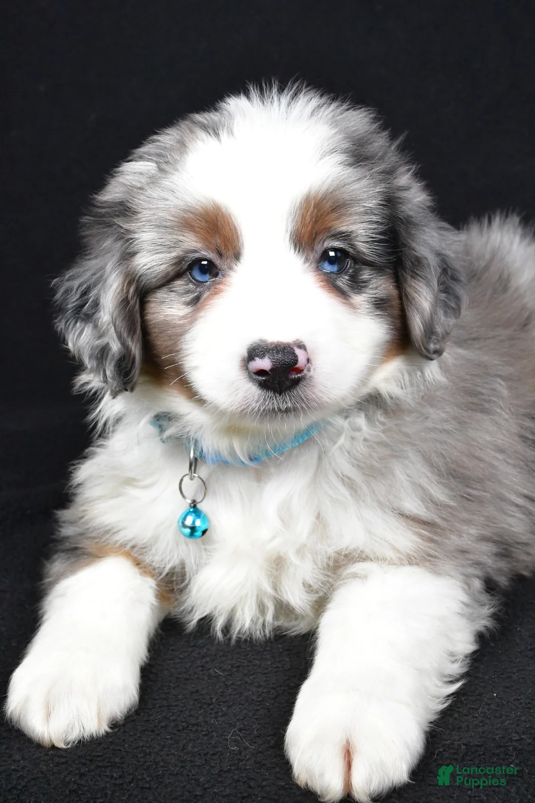 Miniature Australian Shepherd dogs for sale: Ruth - Ad 2