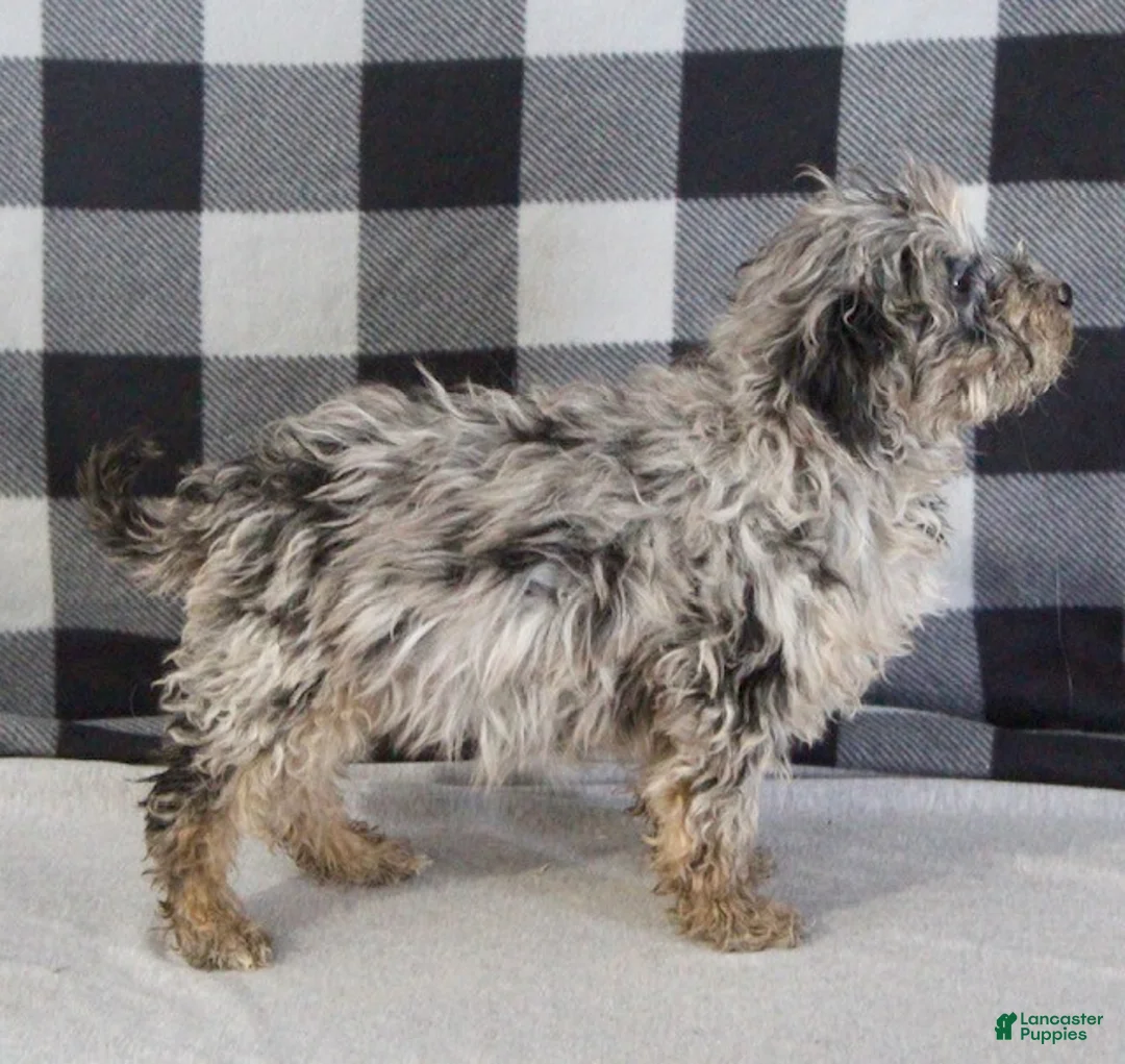 Mixed Breed dogs for sale: Baxter - Ad 3