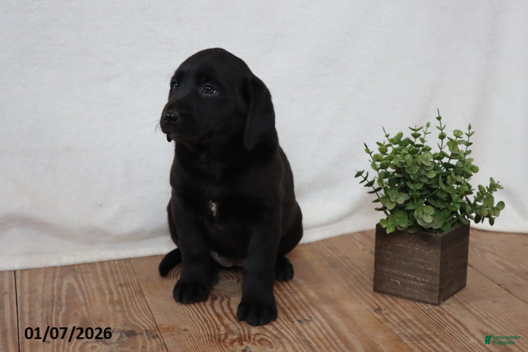 Labrador Retriever dogs for sale: Penny - Ad 2