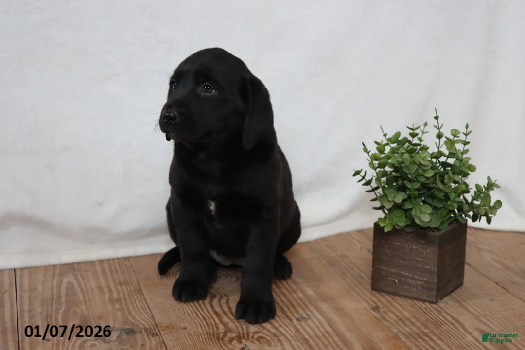 Labrador Retriever dogs for sale: Penny - Ad 2