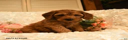 Mini Goldendoodle dogs for sale: Griffin - Ad 3
