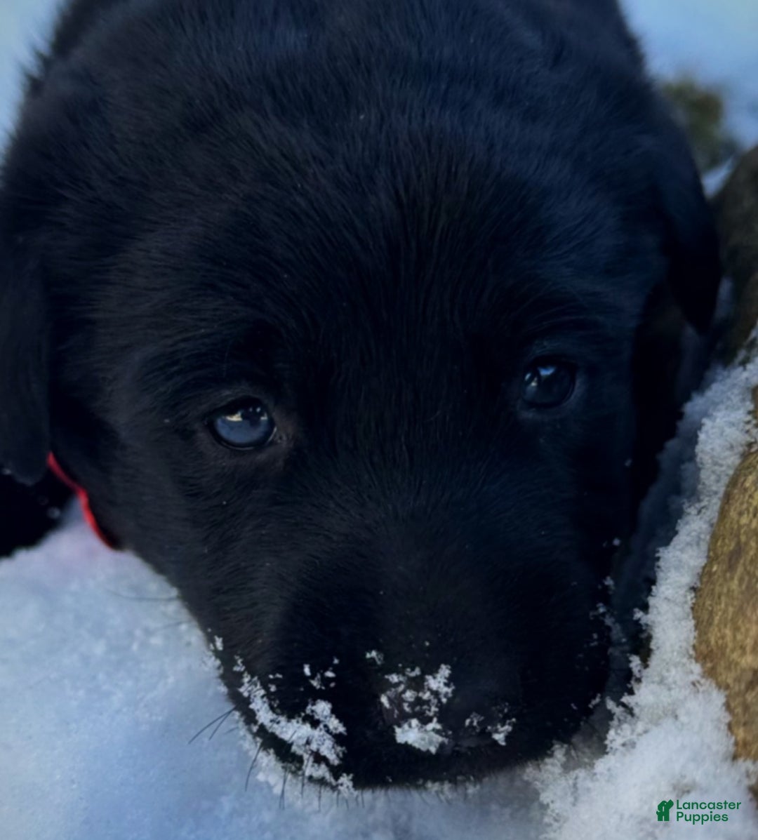 Labrador Retriever dogs for sale:  Puppy 1 - Ad 5