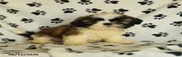 Shih Tzu dogs for sale: Moose - Ad 4