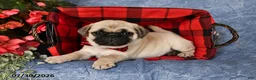 Pug dogs for sale: Brady - Ad 5