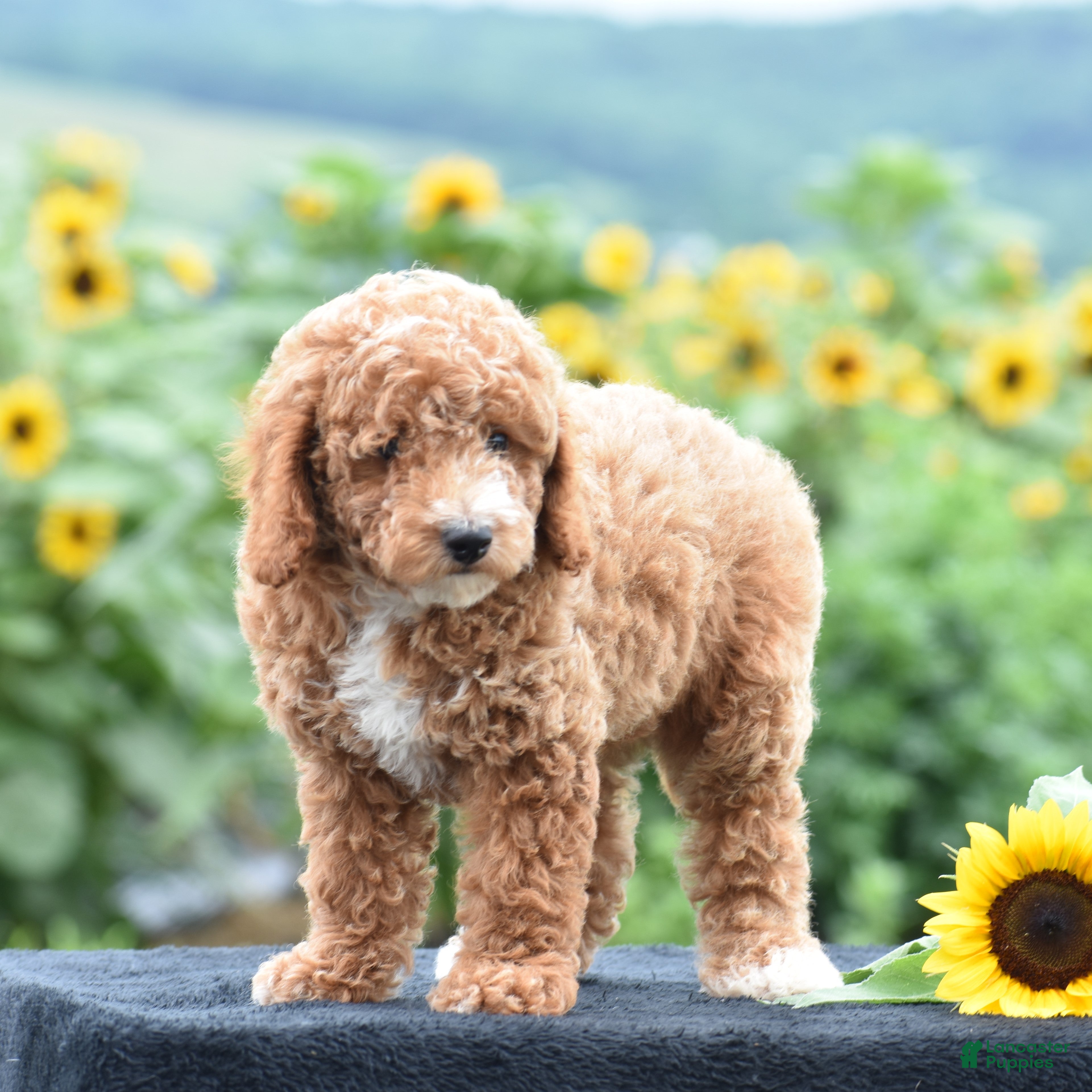 Miniature Poodle dogs Lexis - Ad 2