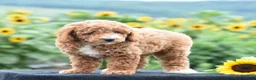 Miniature Poodle dogs for sale: Lexis - Ad 2