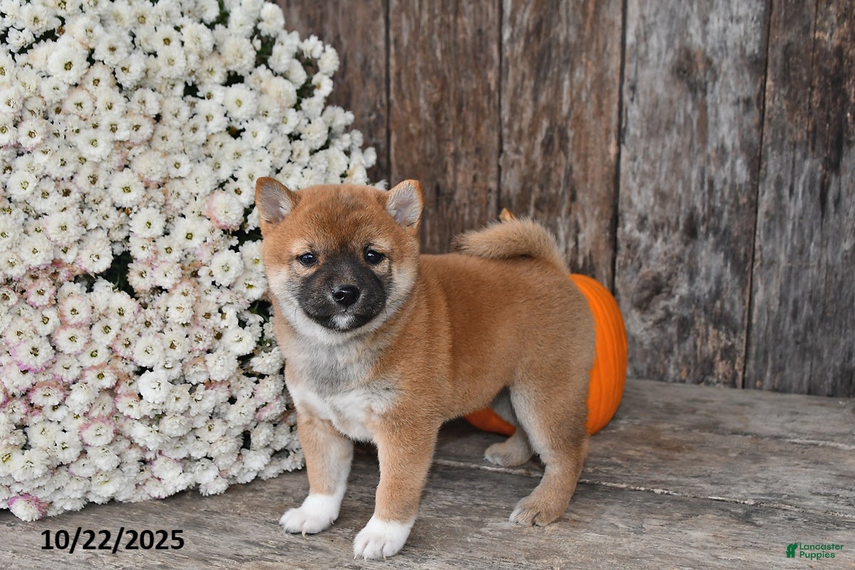 Shiba Inu Puppies for sale under $1000 Lancaster Puppies