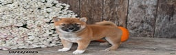 Shiba Inu dogs for sale: Jewel - Ad 6