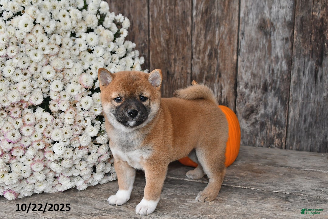 Shiba Inu dogs for sale: Jewel - Ad 6