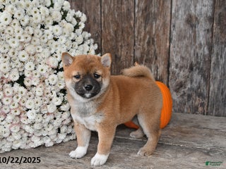 Shiba Inu dogs Jewel - Ad 25