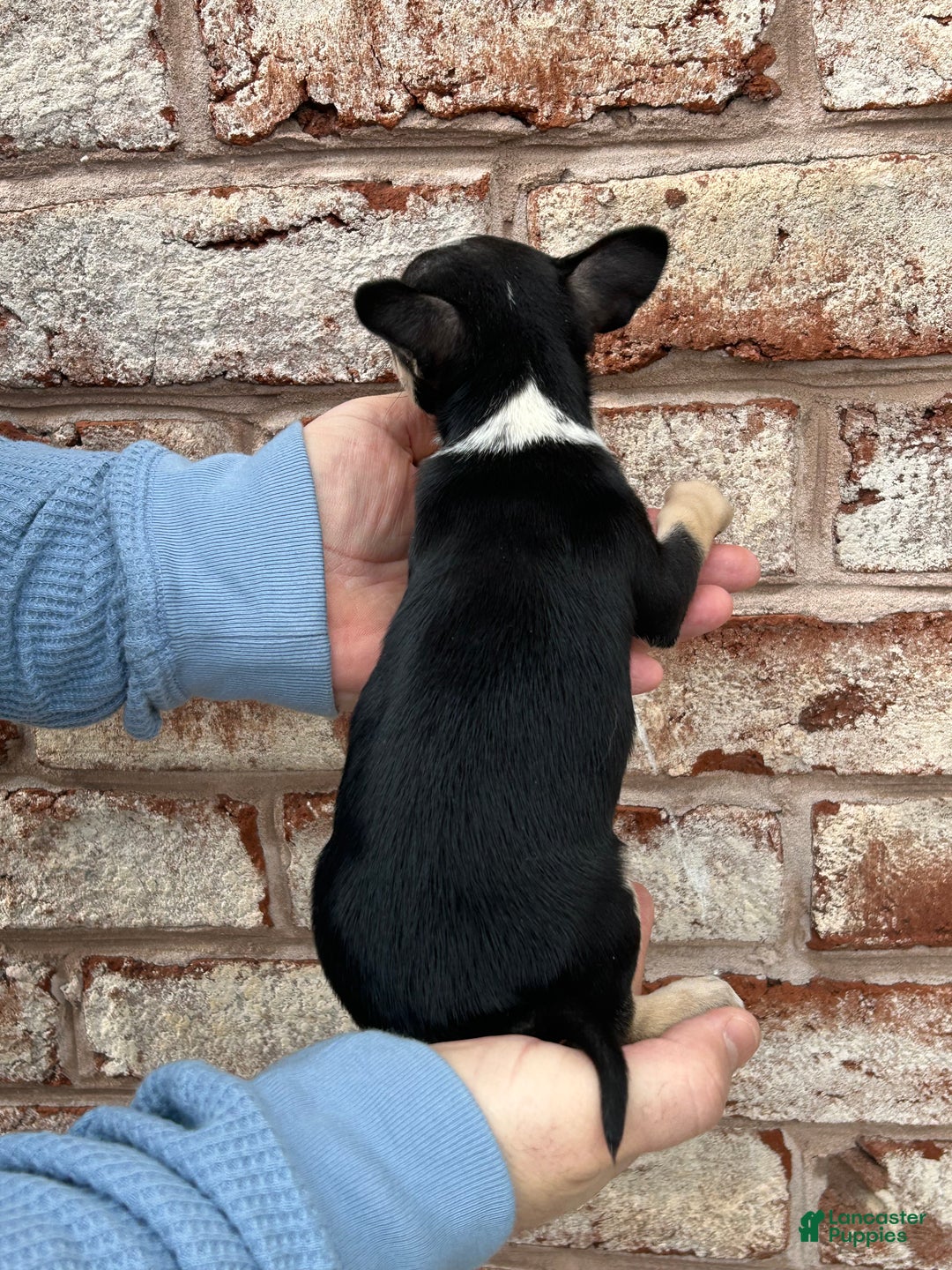 Chihuahua dogs for sale: Rosie - Ad 4