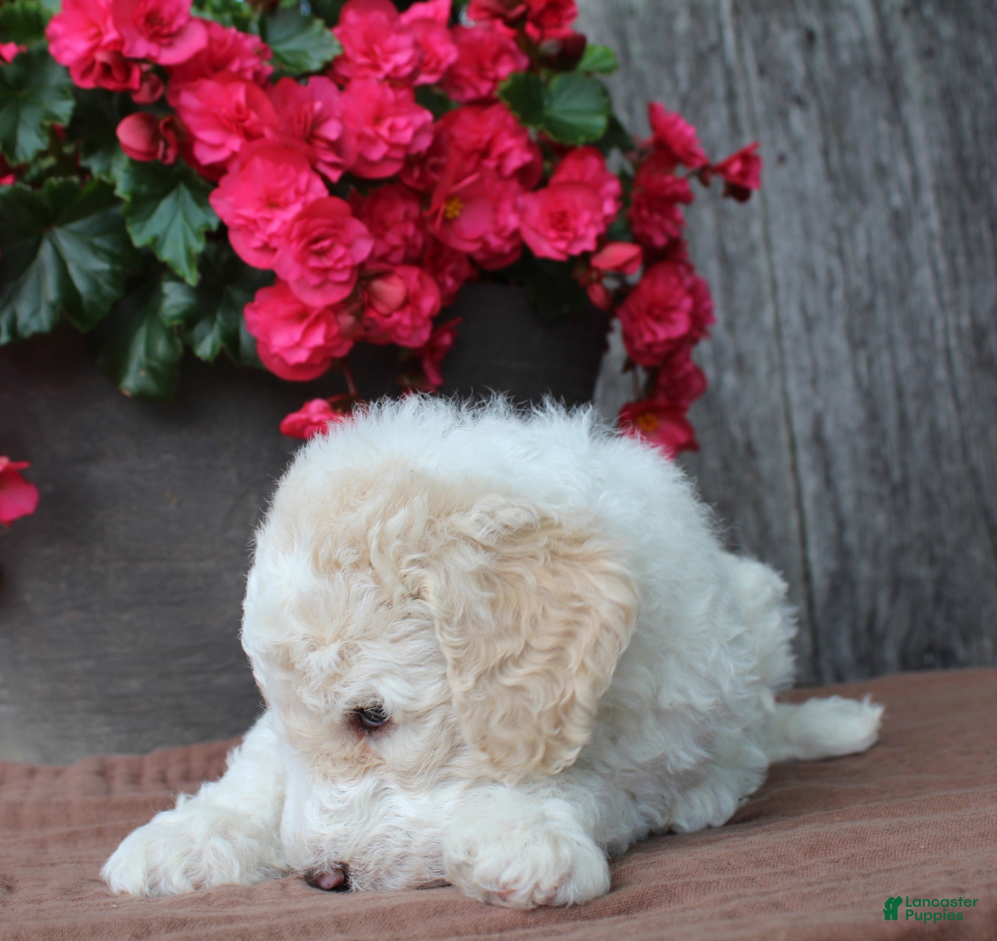 Standard Poodle dogs Canyon AKC Standard Poodle  - Ad 2