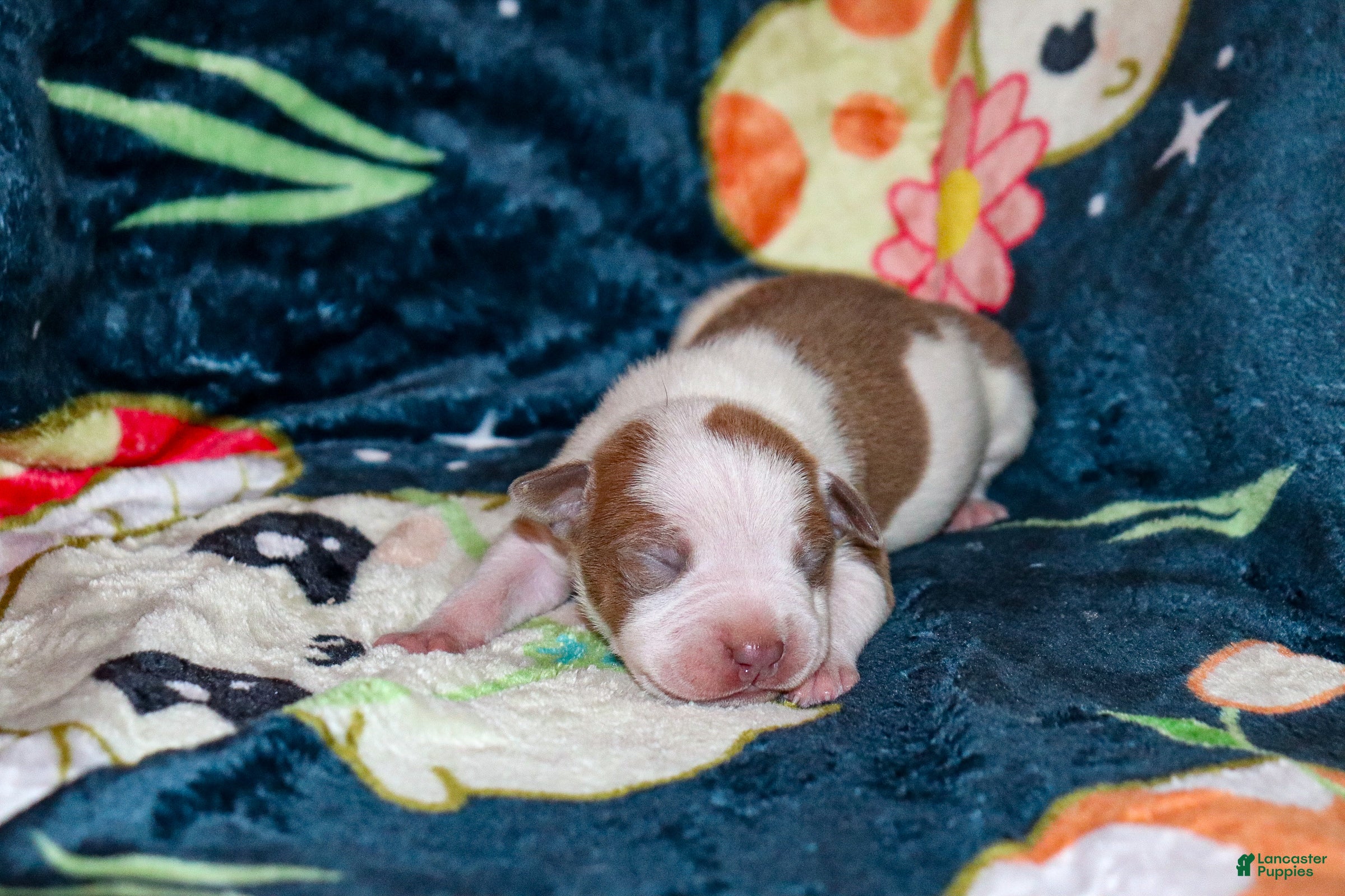 American Bully dogs Luke Skywalker - Ad 1