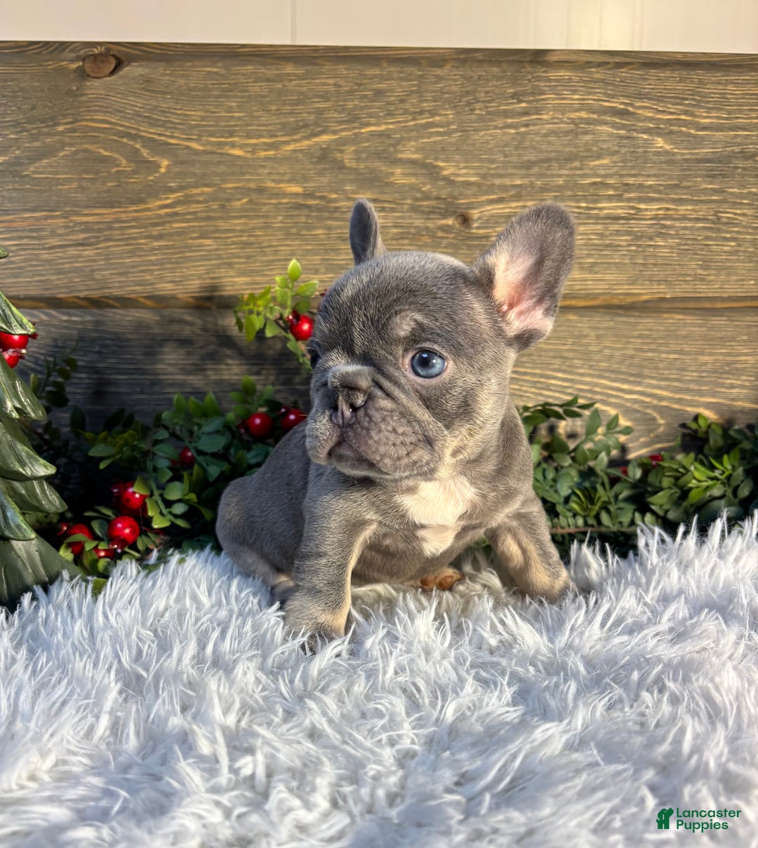 French Bulldog dogs for sale: Tesla - Ad 2