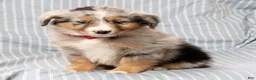 Australian Shepherd dogs for sale: Ruby - Ad 8