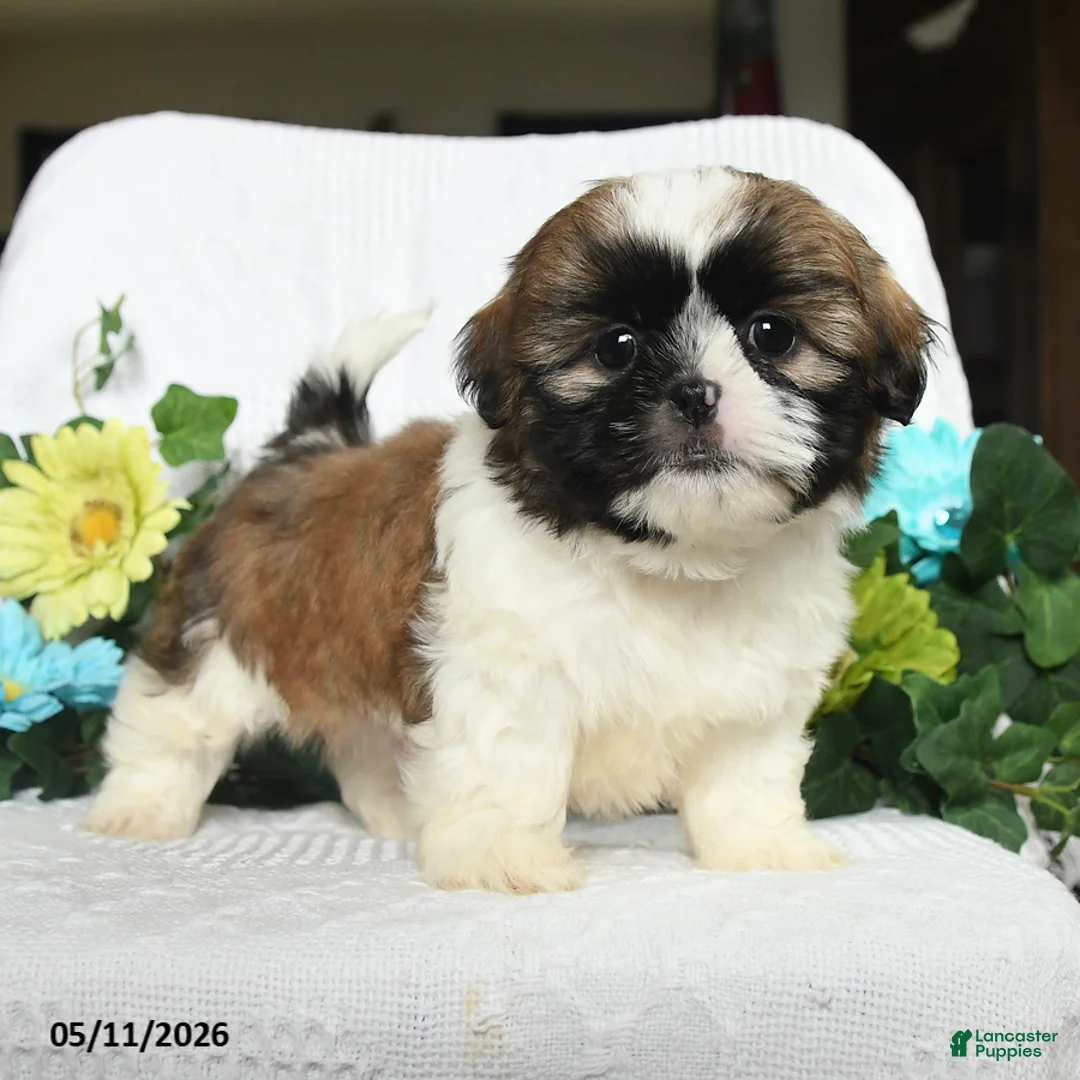 Shih Tzu dogs for sale: Justin - Ad 2