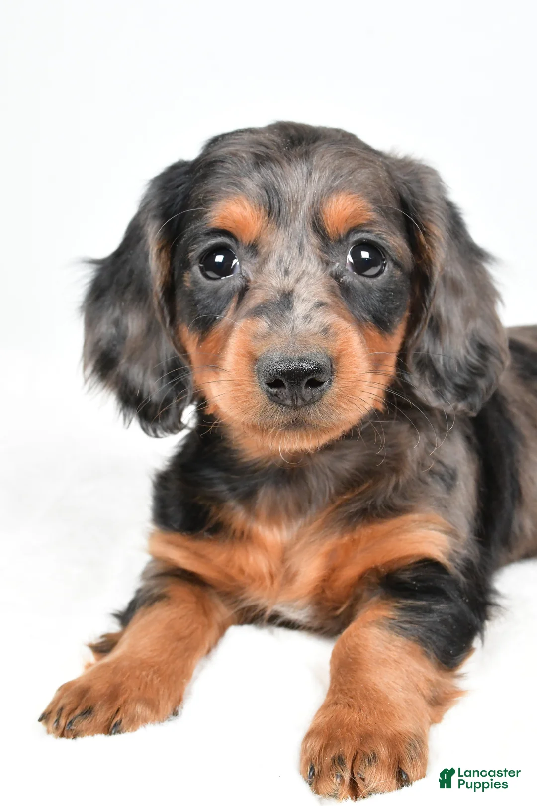 Dachshund dogs for sale: Cassandra - Ad 6