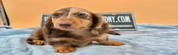 Miniature Dachshund dogs for sale: Russian boy - Ad 3
