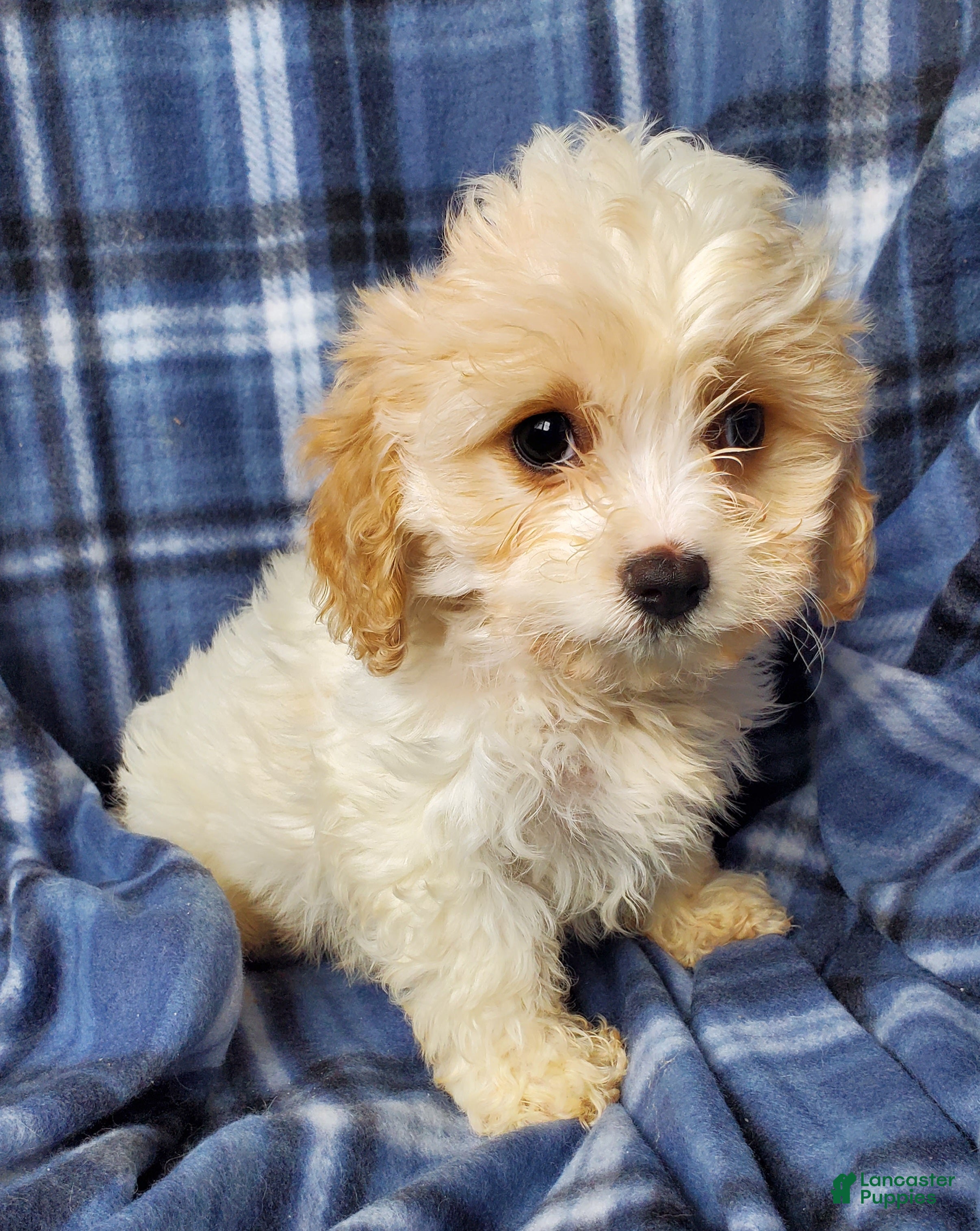 Cavachon dogs Frost - Ad 6