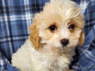 Cavachon dogs Frost - Ad 11