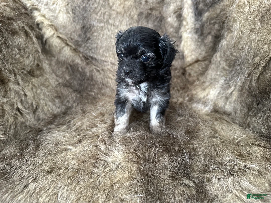 Mixed Breed dogs for sale: Snow White - Ad 11