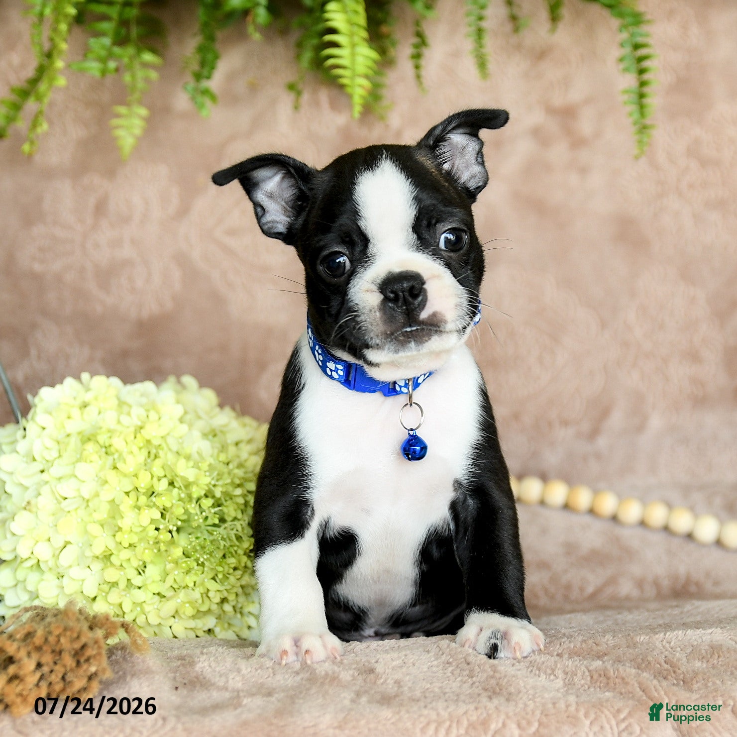 Boston Terrier dogs Dasher - Ad 1