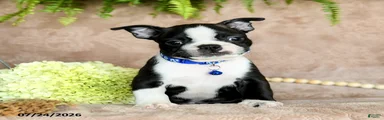 Dasher